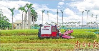 【南方日报】丰收！深圳引种香稻测产每亩超600公斤